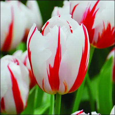 Ah ! On la reconnait bien, avec cette forme... Oui mais quel est son nom ?