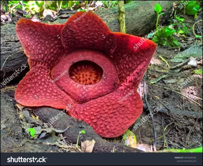 Je rigolais ! Quelle est cette "fleur" rare ?