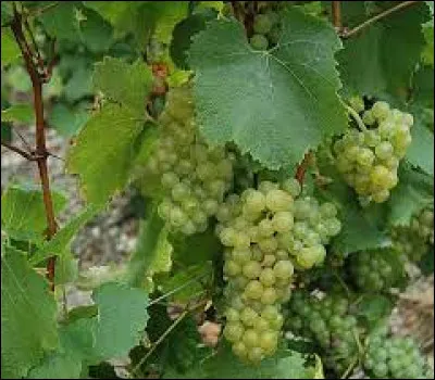 Vie quotidienne : Quel est le cépage du Chablis ?