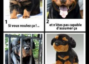 Quiz Les chiens