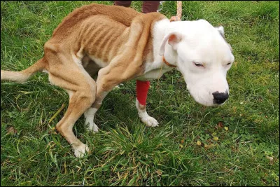 Il existe des assurances pour les chiens.