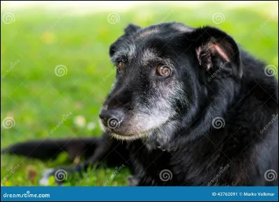 Vous allez acheter un chiot, car un chien adulte est très difficile à éduquer, et n'apprend presque plus rien.