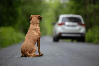 Abandonner un animal est un acte de cruauté et de maltraitance, qui est aujourd'hui passible de 3 ans d'emprisonnement et de 45 000  d'amende.