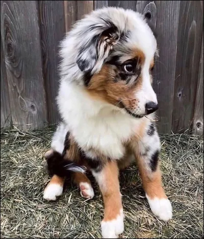 En 2021, la race de chien la plus adoptée par les Français est le berger australien.