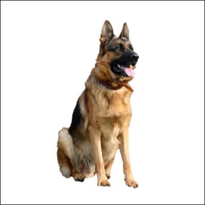 Quelle est cette race, qui souffre souvent de problèmes de hanches ?