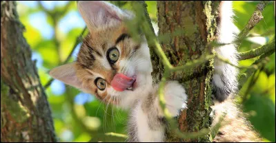 À quel écrivain doit-on le recueil de contes "Les Contes du chat perché" ?