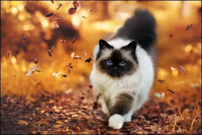 À quel groupe faut-il attribuer la chanson "Twist à Saint-Tropez" ?