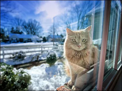 Dans quelle pièce de théâtre de Molière entend-on la réplique "Le petit chat est mort" ?