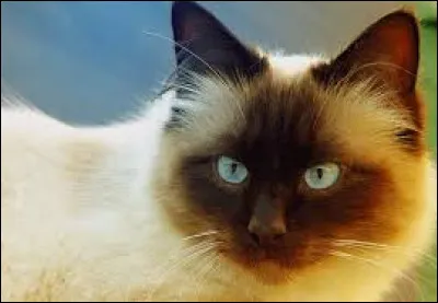 Dans quelle commune la rue du Chat-qui-Pêche est-elle située ?