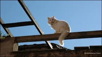 Quel acteur accompagne Liz Taylor dans le film "La Chatte sur un toit brûlant" ?