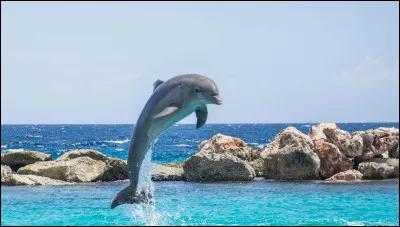 Ton compagnon est...