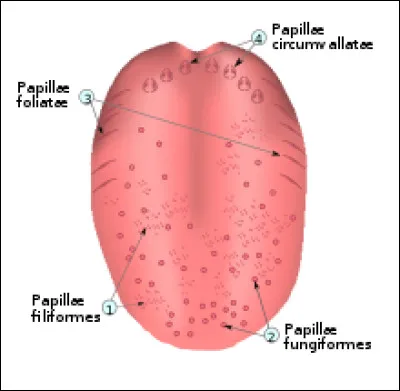 Que fait l 'ampélologue ?