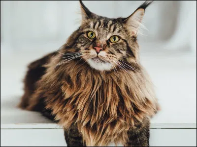 Tu as un maine coon (photo), tu dois le brosser :