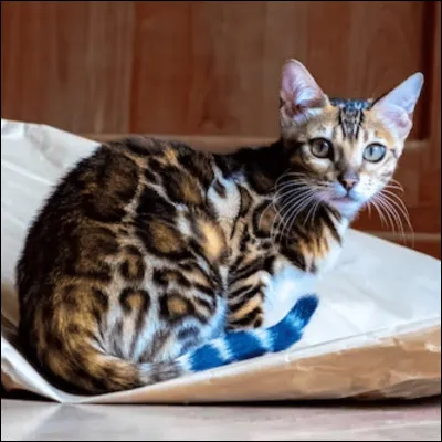 Laquelle de ces propositions n'est pas une race de chats ?