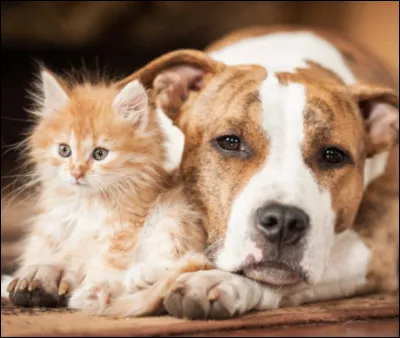 Team chats ou team chiens ? Laquelle préfères-tu ?