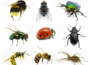 Quiz Les insectes et les arachnides
