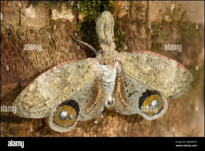 Et pour finir, un insecte vraiment étrange. Son nom est :