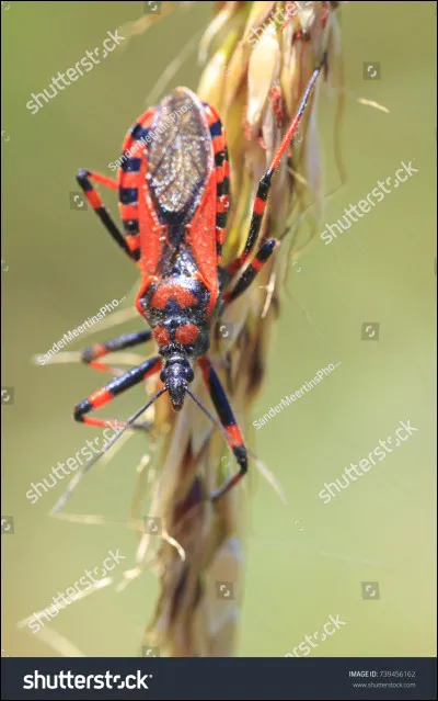Et quel est le nom de cet insecte aussi appelé réduve ?