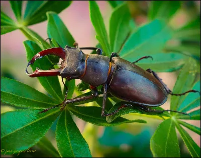 Et quel est le nom de ce coléoptère ?
