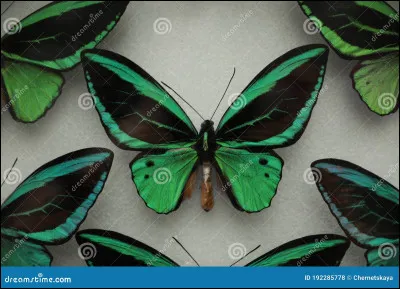 Maintenant, quel est le nom de ce magnifique papillon ?