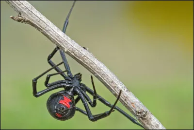 Et quel est le nom de cet arachnide ?