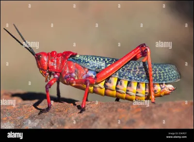 Trouvez le nom de cet insecte.