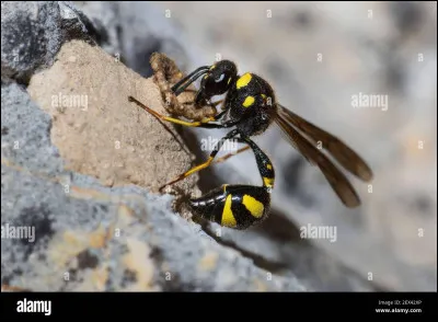 Quel est le nom de cette guêpe ?