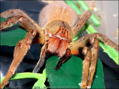 Cet arachnide est la plus venimeuse du monde, trouvez son nom.