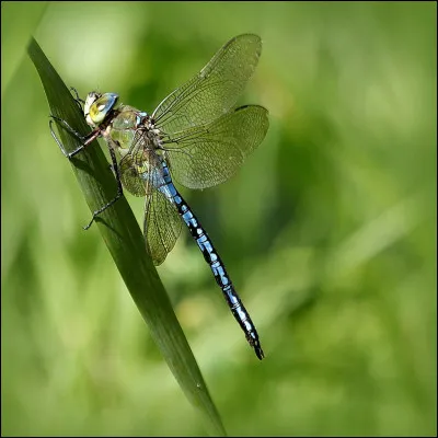 Trouvez le nom de cette libellule.
