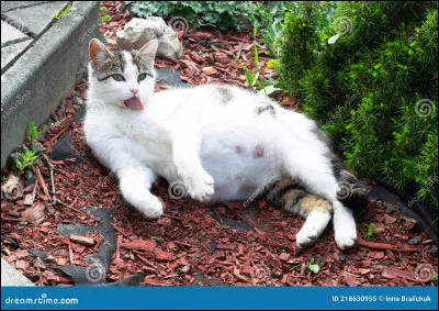 Tu as maintenant trois lunes, ta mère a mal et va avoir une deuxième portée. Que fais-tu ?