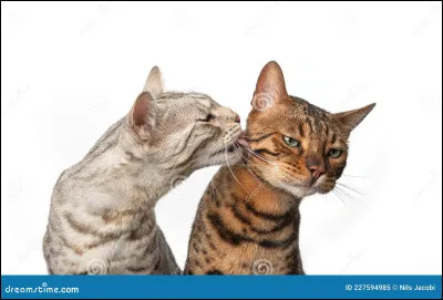 Tu annonces à ton père, Pelage de Feu, qu'il a d'autres enfants. Il te dit qu'ils ne viennent pas de lui. Tu vas voir ta mère et lui dis...