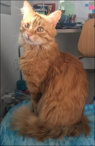 Elle t'annonce que c'est Plume de Lave, du Clan du Vent.
Quelle est ta réaction ?