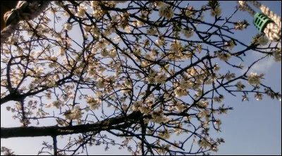 Quel paysage veux-tu derrière le chat ?