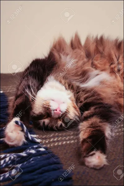 Quelle est la position du chat sur l'image ?