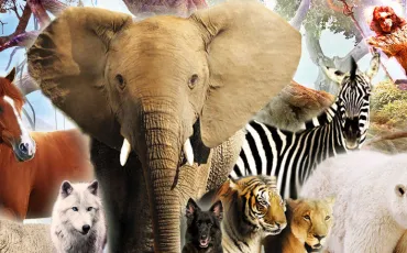 Quiz Animaux