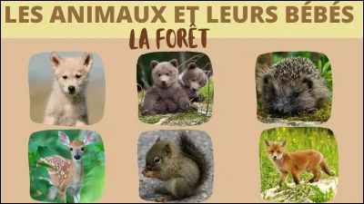 Quel est ton animal préféré ?