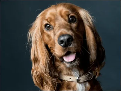 Comment dit-on ''chien'' en anglais ?