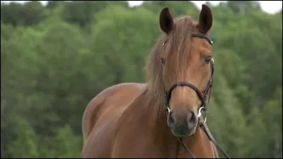 Comment dit-on ''cheval " en anglais ?