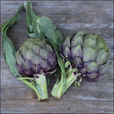 A une question sur l'artichaut, un apprenti bachelier à répondu : L'artichaut est constitué de feuilles et de poils touffus plantés dans son derrière !