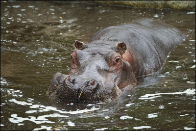 Il n'y a qu'en Afrique que l'on peut voir un hippopotame à l'état sauvage !