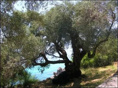 Puis, la panse bien pleine, vient le temps de la sieste sous un ...