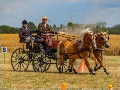 Quelle est cette discipline équestre ?