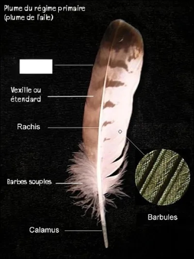 Maintenant, je vous propose que l'on s'intéresse à l'anatomie des oiseaux, et si on commençait par les plumes ? Sur le schéma ci-dessus, vous avez tout le vocabulaire nécessaire, mais vous voyez, il y a un blanc au bout d'un trait de légende. Complétez-le !