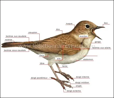 Maintenant, c'est au tour de l'oiseau en lui-même ! Vous avez compris le principe : vous devez compléter la légende manquante !