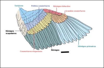 On passe au schéma détaillé de l'aile ? Vous connaissez la chanson ! Complétez la légende !