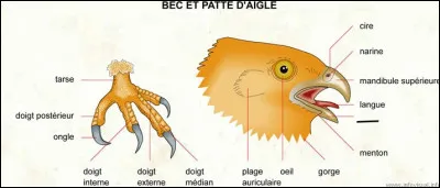 On s'occupe du bec (eh oui, il y a beaucoup plus de vocabulaire que ce que l'on pourrait penser !) :