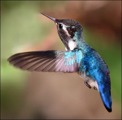 Voici le colibri d'Hélène, l'oiseau le plus petit du monde. Qu'il est beau ! Comme tous les colibris, il est parfois appelé "oiseau-mouche" en raison de sa petite taille. Mais où vivent les colibris ?