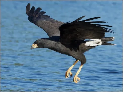 Il existe au total 51 espèces de buses, dont 27 du genre "Buteo" (les principales). La buse ci-dessus n'appartient pas au genre Buteo. Quel est son nom ?