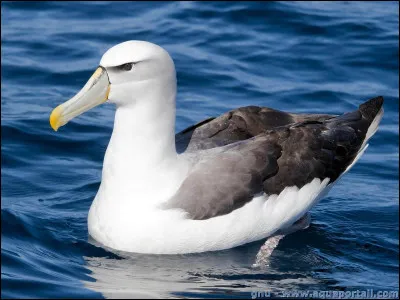Voilà maintenant notre ami l'albatros, oiseau marin imposant avec une envergure maximum de 3.3 mètres ! Quelle est sa longévité surprenante maximale ?
