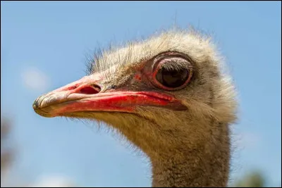 Quand on prononce le mot "oiseaux", la plupart des gens visualisent de petits acrobates du ciel. Mais où sont passés les oiseaux qui ne volent pas ? Cochez la proposition où chacune des espèces énoncées ne peut pas voler.